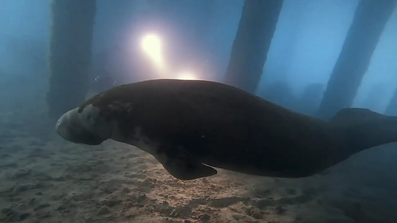 Manatee Fly-By