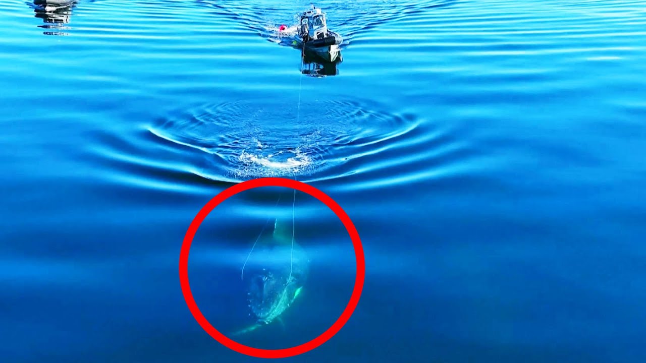 Rescue Team Tries to Free Tangled Humpback Whale