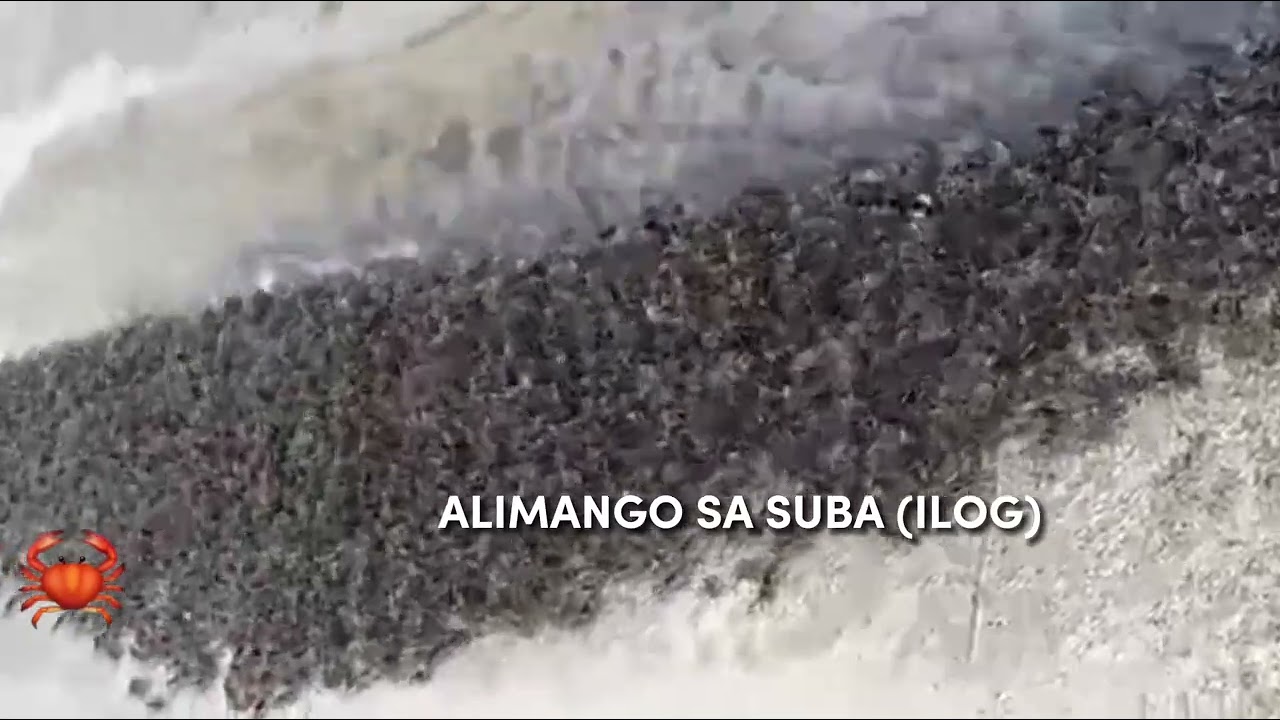 BABY CRAB | FILIPINO COUNTRYSIDE LIFE | Gem Ezpeleta