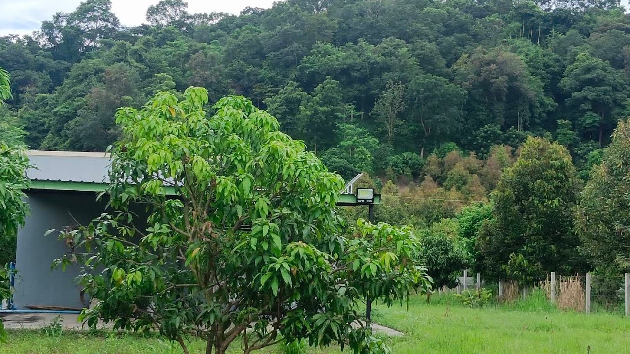 ที่ดินไร่หย่อนพร้อมบ้านสวน หน้าวิวเขาหลังติดลำธาร พร้อมเข้าอยู่ ชะอม 0814177993