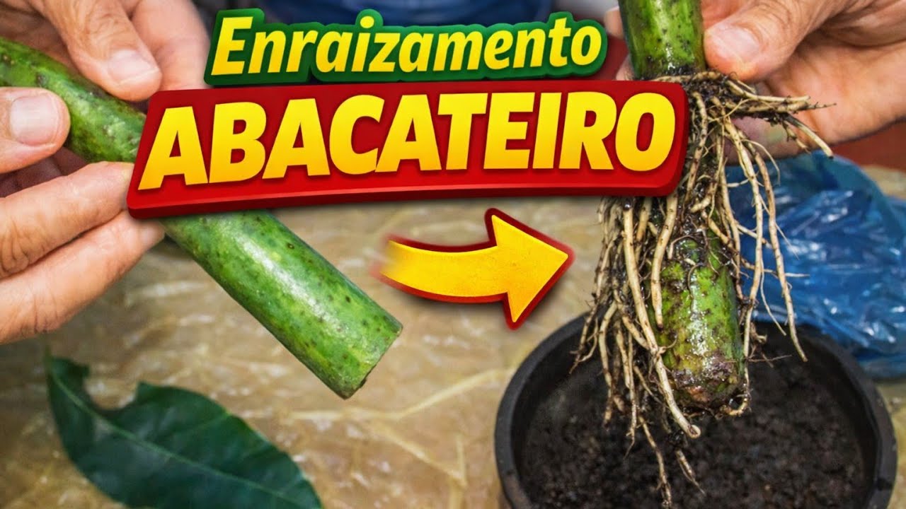 TÉCNICA PRA VOCÊ ENRAIZAR ESTACA DE ABACATEIRO!!!