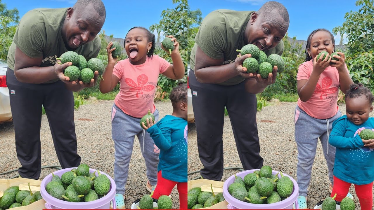 AVOCADO HARVESTING || WAMIANGA FRUIT FARM || BLESSED WAMIANGA FAMILY #subscribe #farming