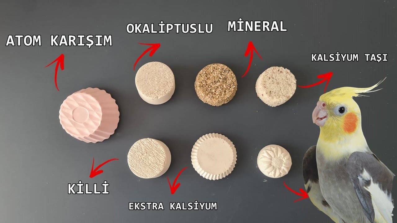 ABARTTIM!!!  7 &Ccedil;EŞİT GAGA TAŞI ASTIK || &Uuml;RETİM İ&Ccedil;İN SON HAZIRLIKLAR || &Uuml;RETİM SIRLARI || 9.B&Ouml;L&Uuml;M