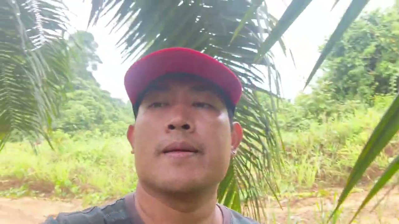 Aruh ia mansau sawit, nyau sebulan ni enda...