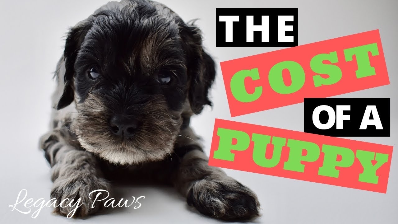 The Cost of a Puppy