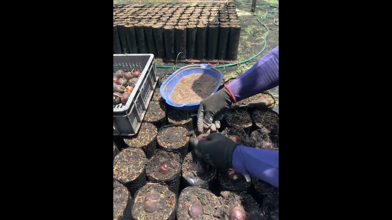#Aguacte #elcampoesfuturo #aguacaterosdecolombia #tipscultivo #agronomia #aguacates