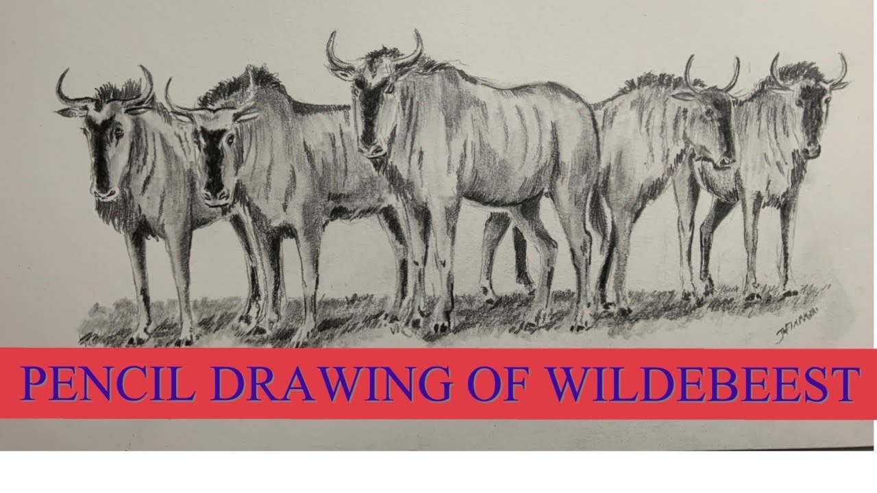 Pencil drawing, herd of wildebeest #timelapsedrawing #wildlifeart