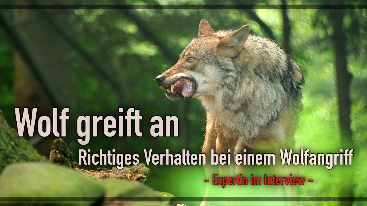 Verhalten bei Nahbegegnungen mit Wolf  - Expertin klärt auf -