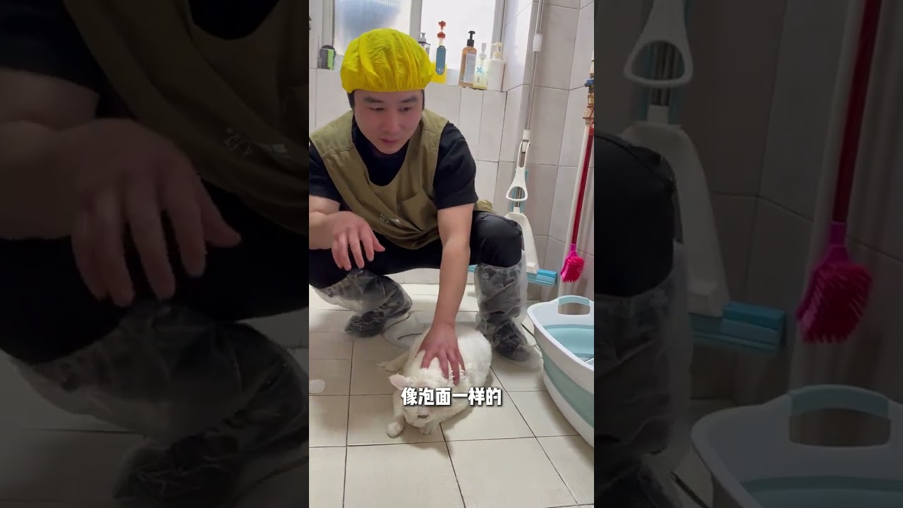 小胖猪德国洗护太可爱 喵喵惊喜上门猫清洁长沙