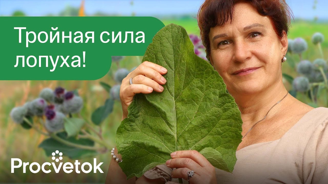 ВСЕГО ОДИН ЛИСТ ЛОПУХА СНИМЕТ БОЛИ В СУСТАВАХ, СПАСЕТ ОТ ЭКЗЕМЫ И ОЖОГОВ и это далеко не все!