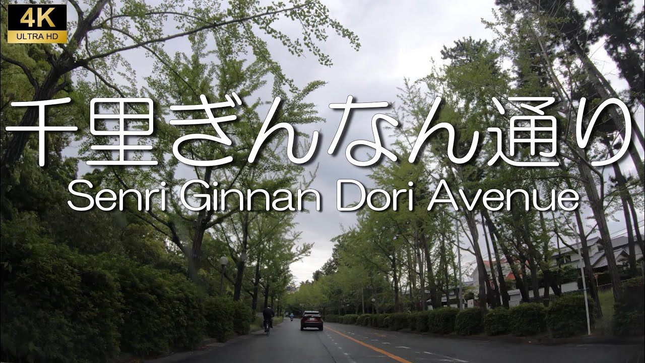 【Suita, Osaka】Senri Ginnan Dori Avenue.