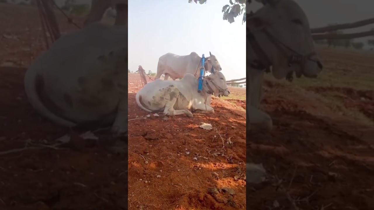 #save the former.   #farming #farmer #bull