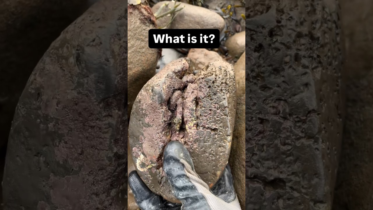 How many fossils are in the rock? #fossil #crystals #fossillovers #fossilhunter