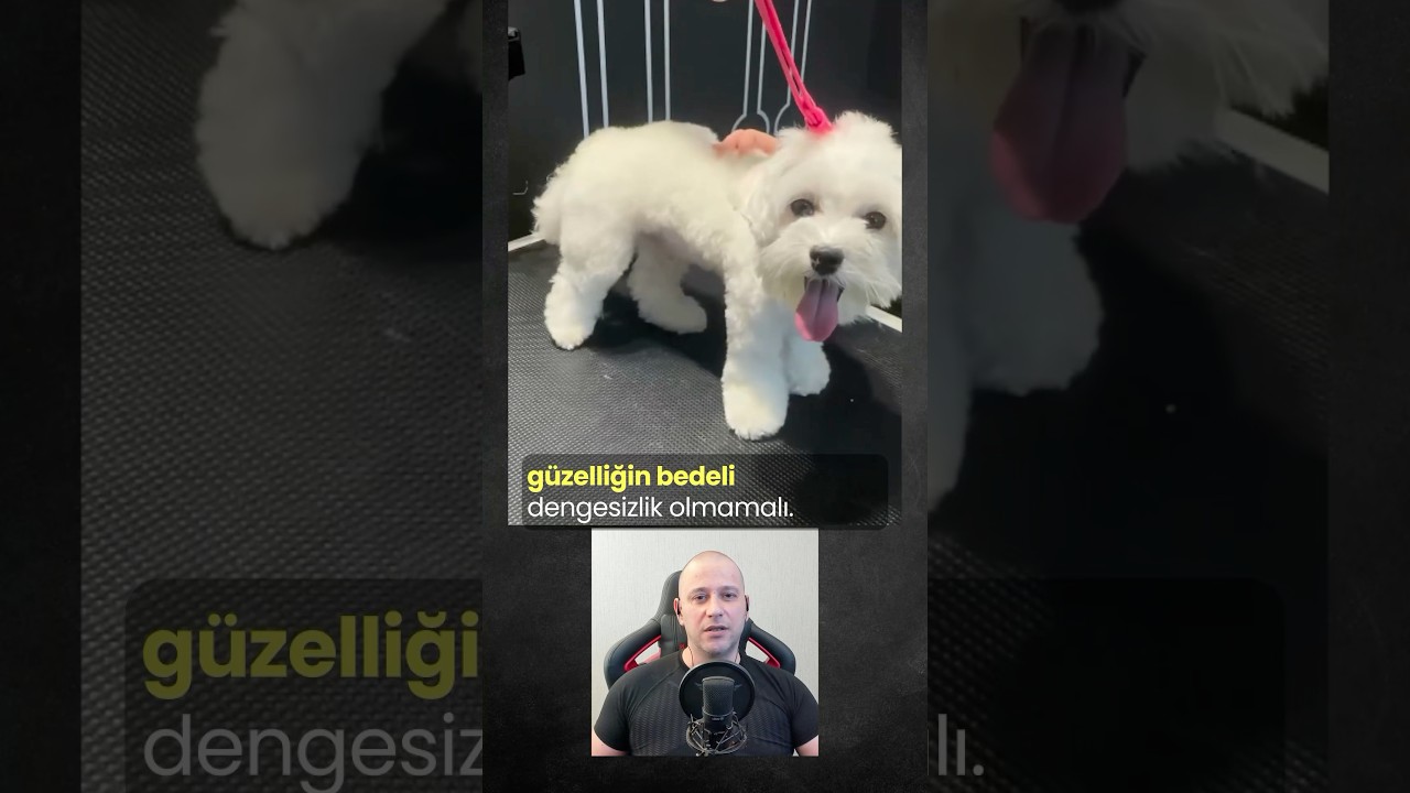 G&uuml;zelliğin Bedeli #k&ouml;pekadam #&ccedil;ağrıaracı #k&ouml;pek #k&ouml;pekler #k&ouml;pekkuaf&ouml;r&uuml; #maltese #dogs #groomingdog