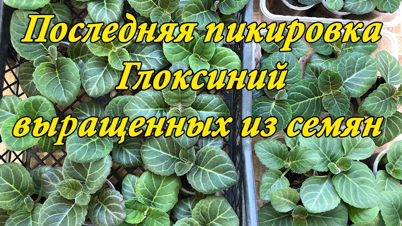 Выращивание Глоксиний из семян. Третья и последняя важная пикировка. 7 часть