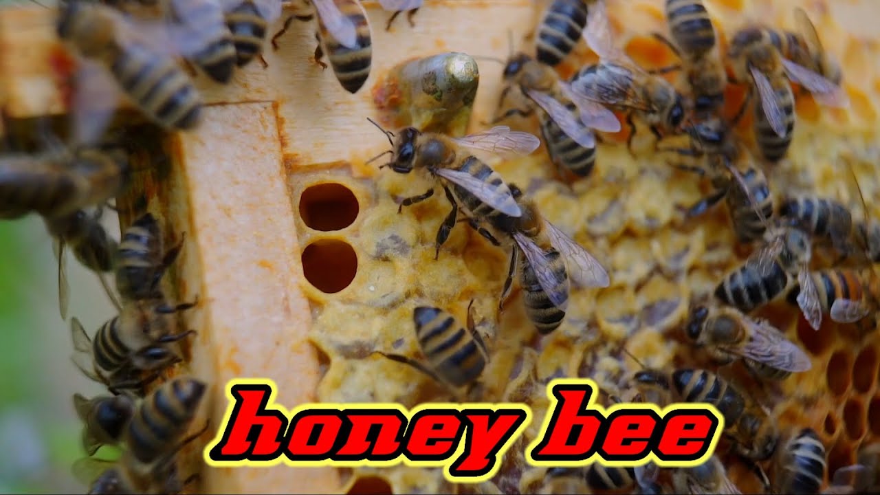 Honey bee, #Honeybee #Wildlife #Recentlyupload