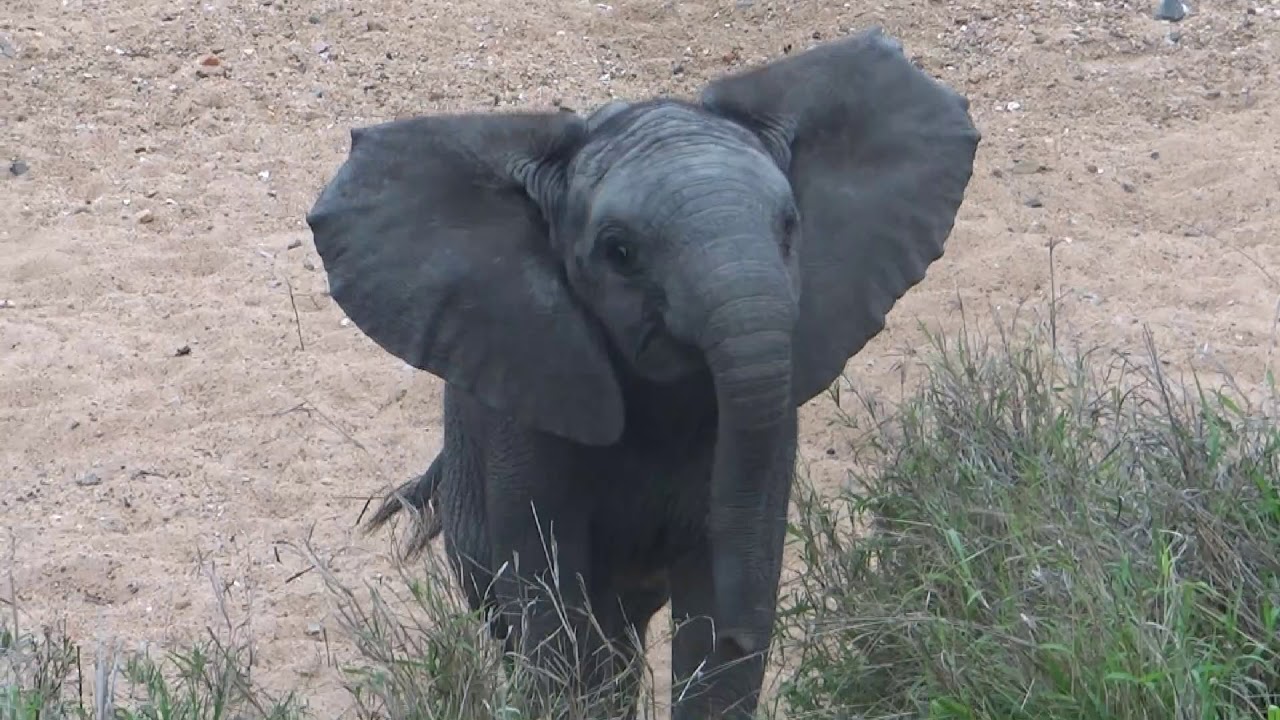 Baby elephant mock charges our vehicle in Timbavati