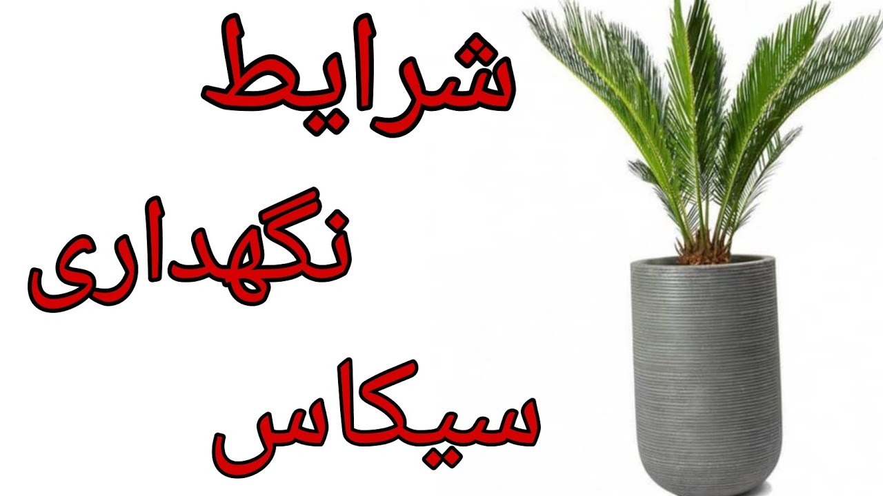شرایط نگهداری سیکاس
