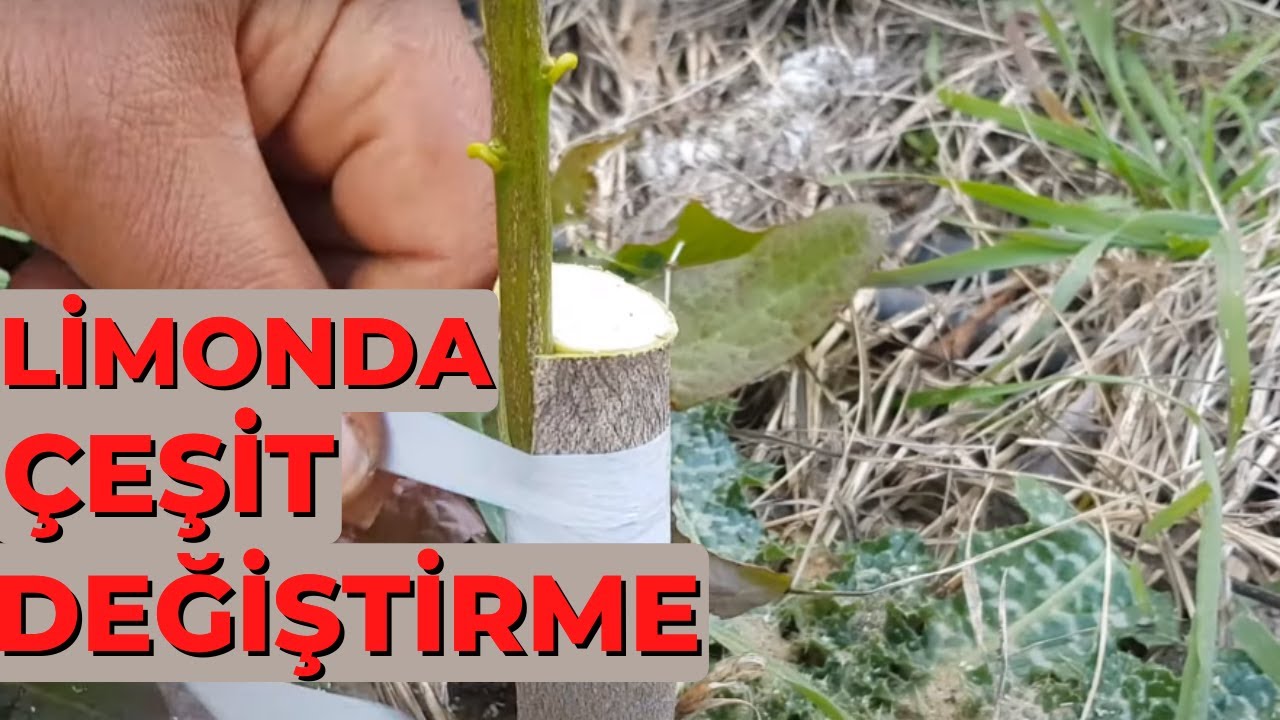Lime Limon Kabuk Altı Kalem Aşı Nasıl Yapılır ?