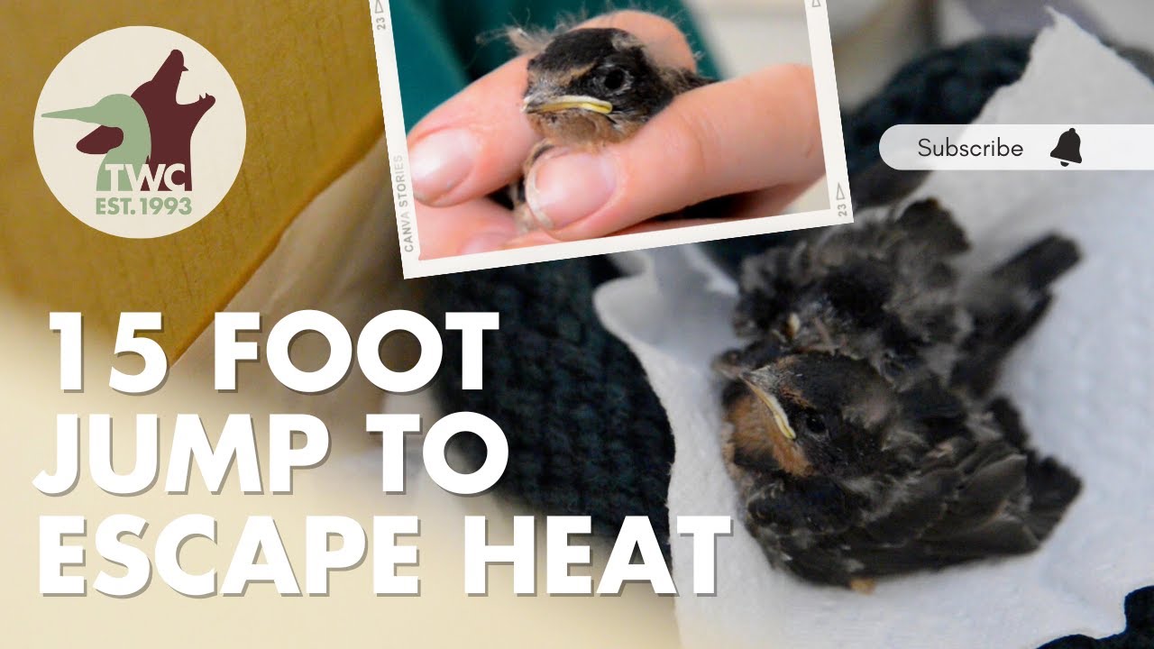 Heat wave causes baby barn swallows to jump from nest