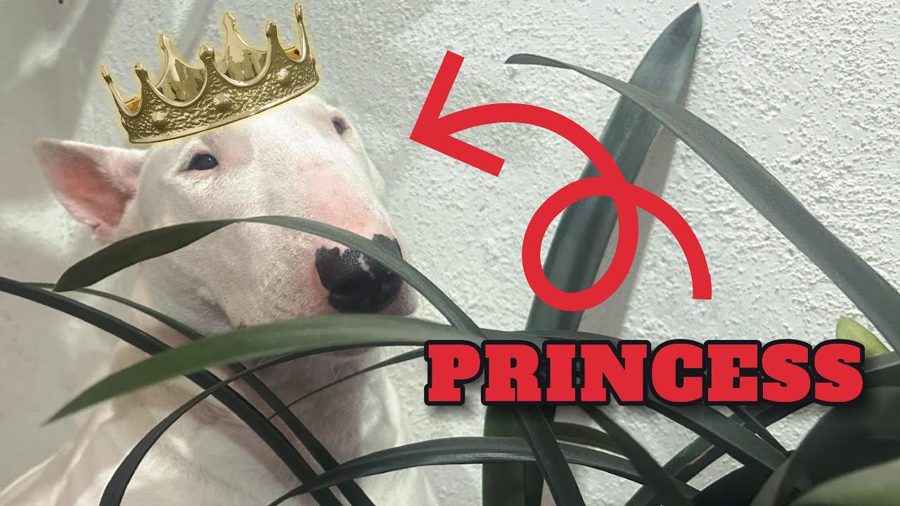 Daily Chaos | Bull Terrier Vlog | Funny Dog Moments | Bull Terrier | Funny Dog Vlog |