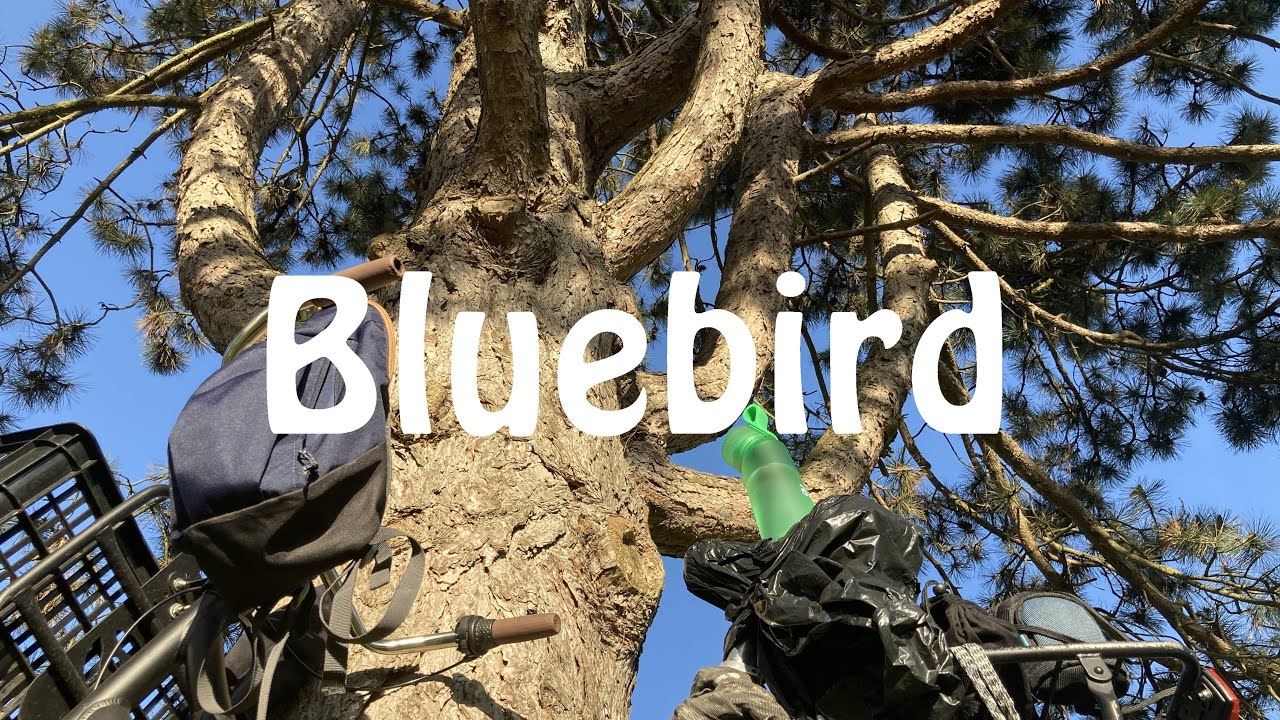Lars de Wolf - Bluebird (2022)