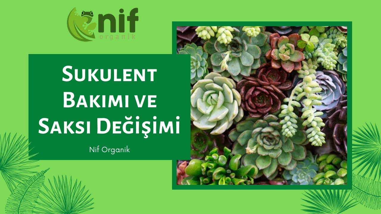 Sukulent Bakımı ve Saksı Değişimi