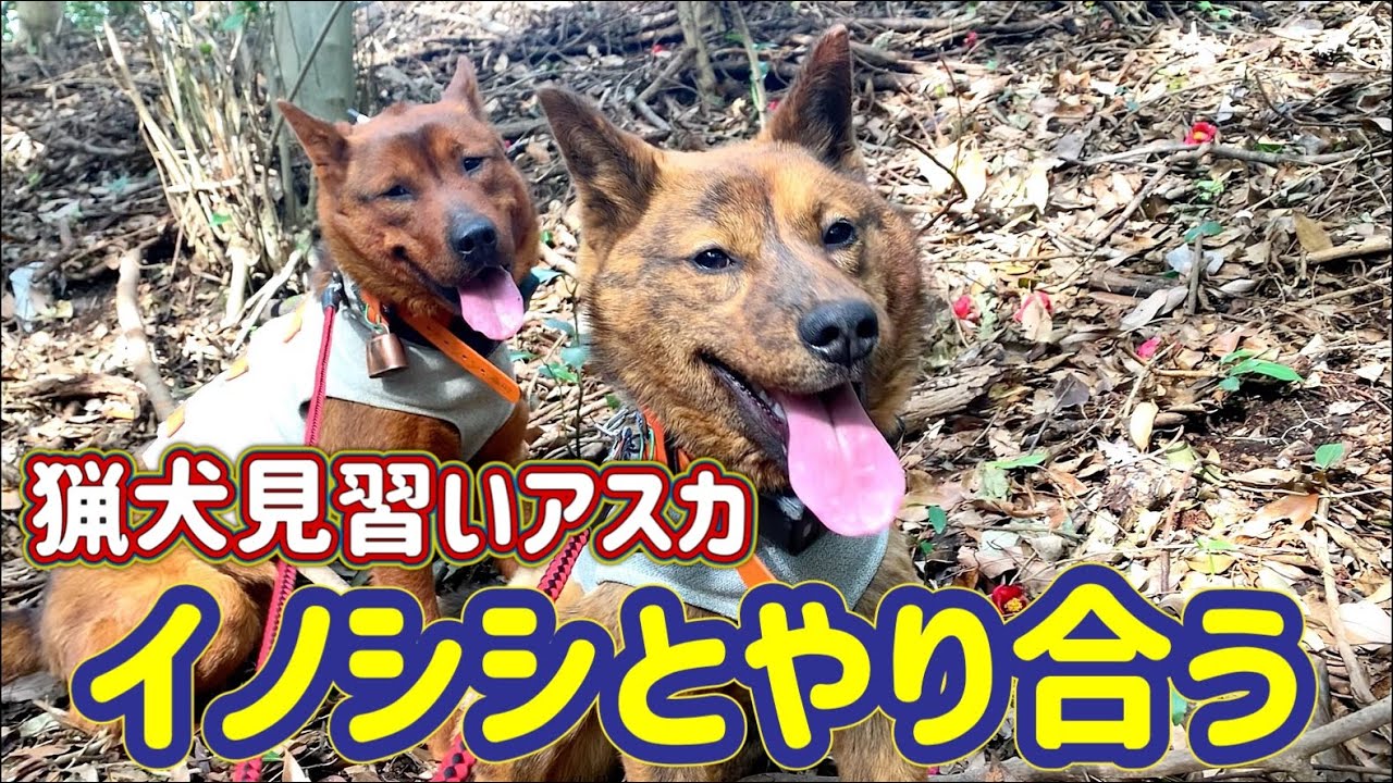 猟犬見習いアスカがリンと合流し、イノシシに吠えて胸熱！