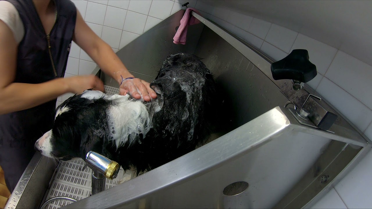 Grooming Border Collie