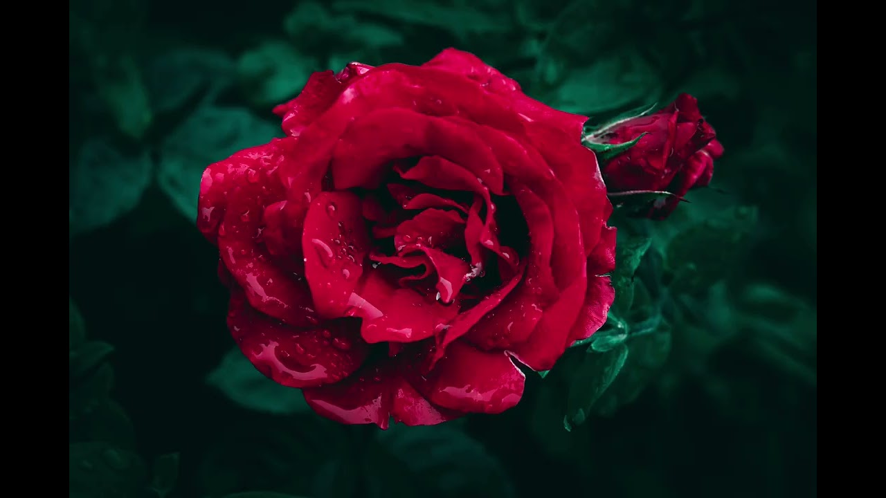 American Beauty (Piano) - Eric Rieger
