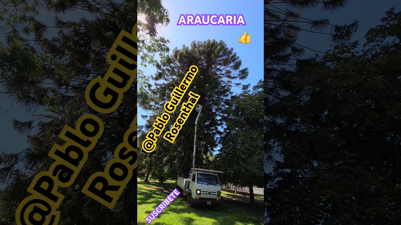 Araucaria 