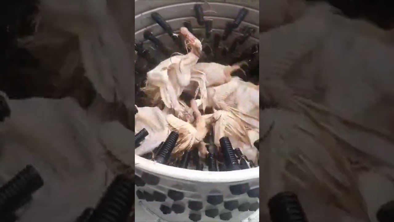 Tavuk T&uuml;y Yolma Makinası