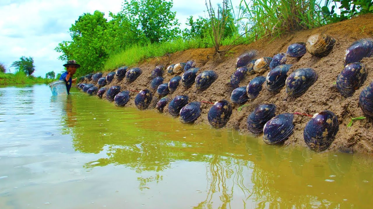 Wow wow wow too many big oysters at river - dig underground by a fisherman skill today