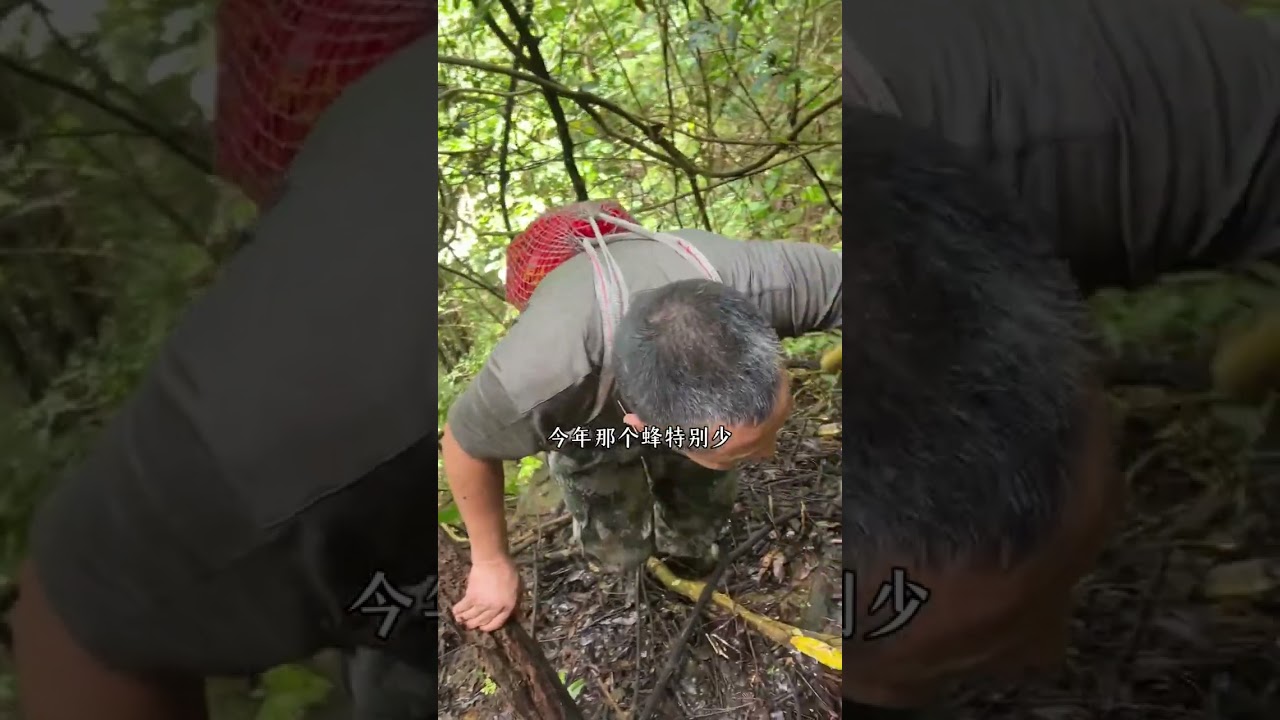 在没来瑶族之前，我听到说瑶乡有几千斤蜂蜜，我以为是假的、喂糖的蜂蜜。来了瑶族之后，才知道采蜜期（7月）已经过了，但还是不放心，想看看蜜蜂的成长环境。就跟邵书记去爬山，去寻找蜂箱，看看是不是野生的蜜蜂
