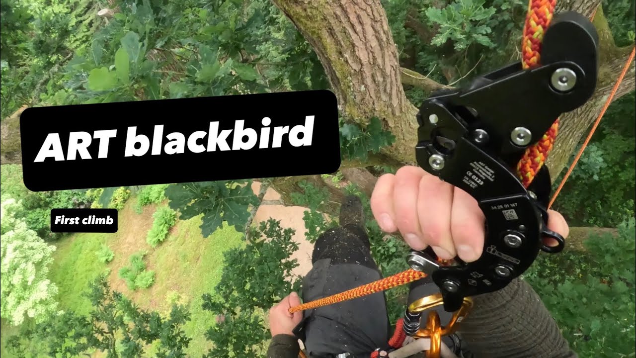ART blackbird first impressions