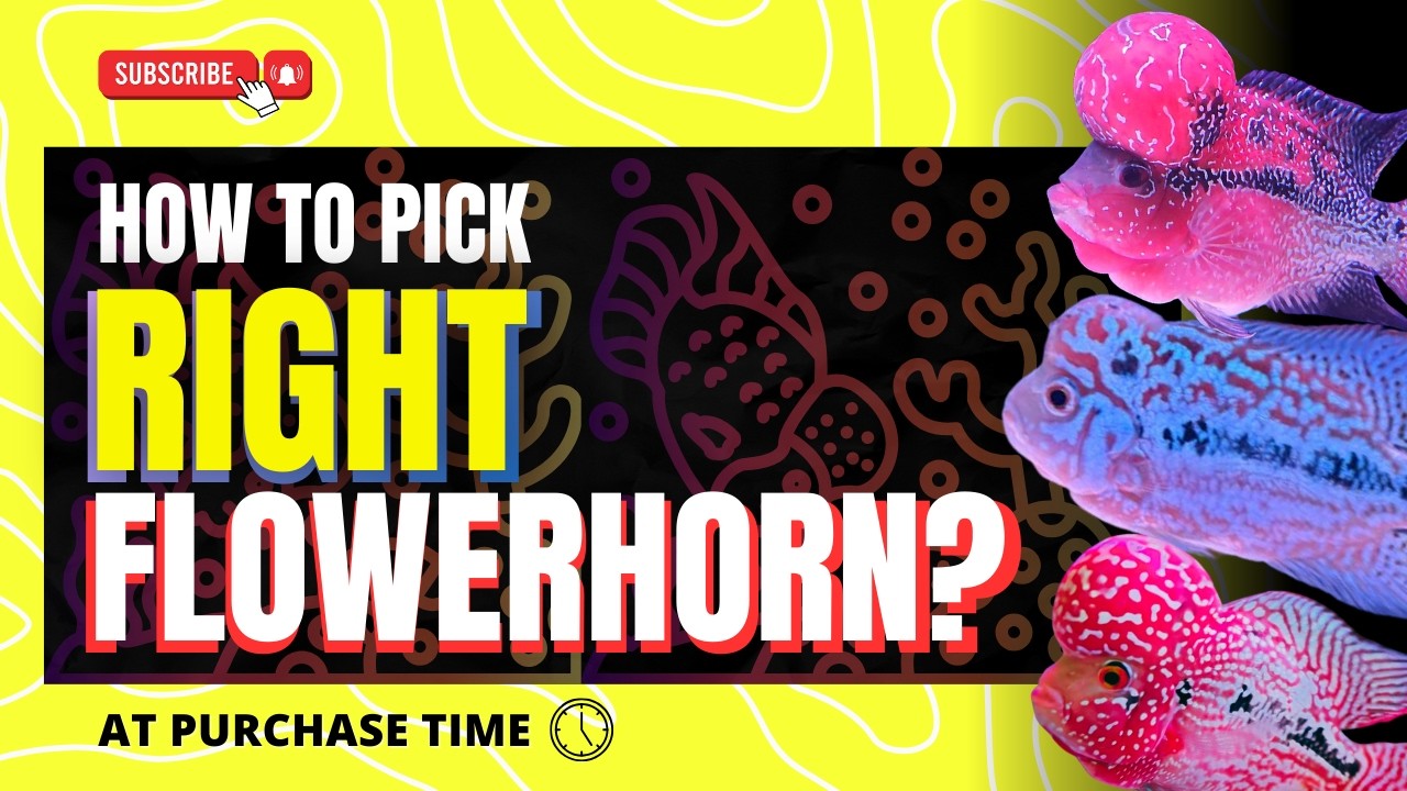 How to Choose the Best Quality Flowerhorn When Buying? || Blue Aquatics