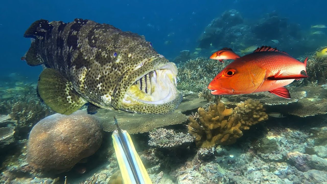 Berburu Ikan Kerapu Monster Dan Dikepung Gerombolan Ikan Kakap Merah | Tangkap dan jual