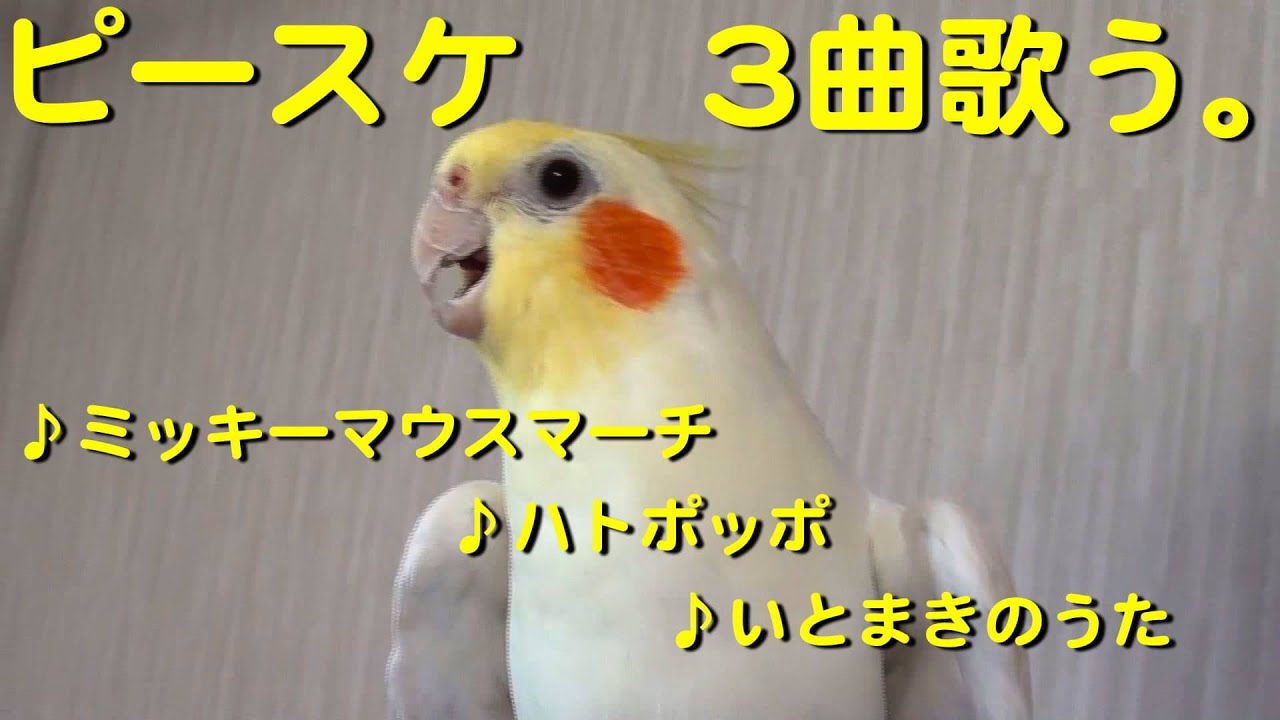 オカメインコのピースケ君が3曲熱唱します。