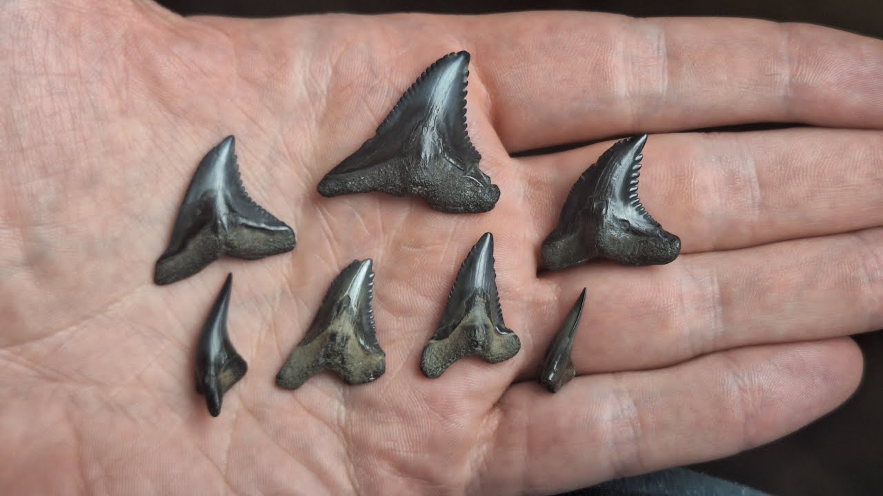 Megalodon, Snaggle Tooth, and More Fossils! | Peace River | Florida Fossil Hunting, Rockhounding