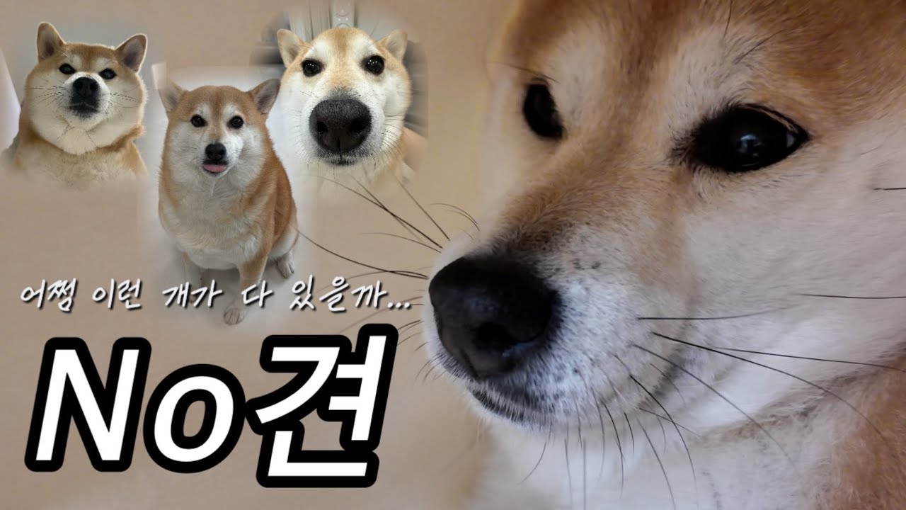 [옥지로그] 세상만사 사는 게 귀찮은 강아지의 하루