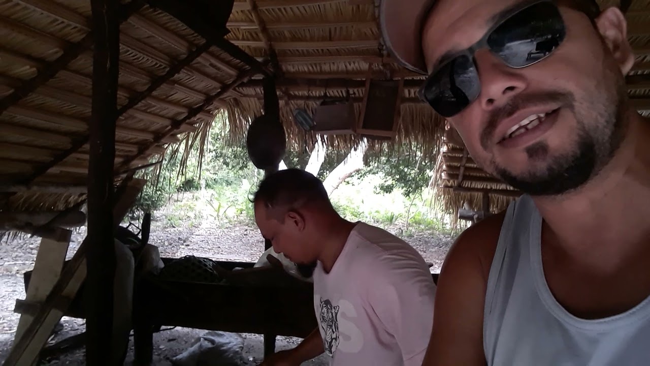 COISAS DO INTERIOR.. PROCESSO  DE EXTRAÇÃO DA BANHA DE CUPU AÇU