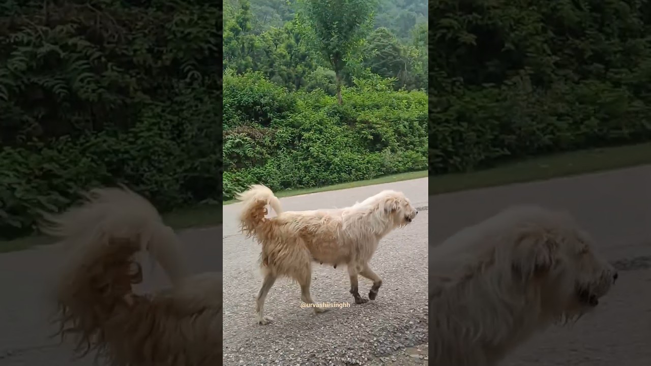 Himachali dog 🐕|| animal lovers ❤️|| chamba 