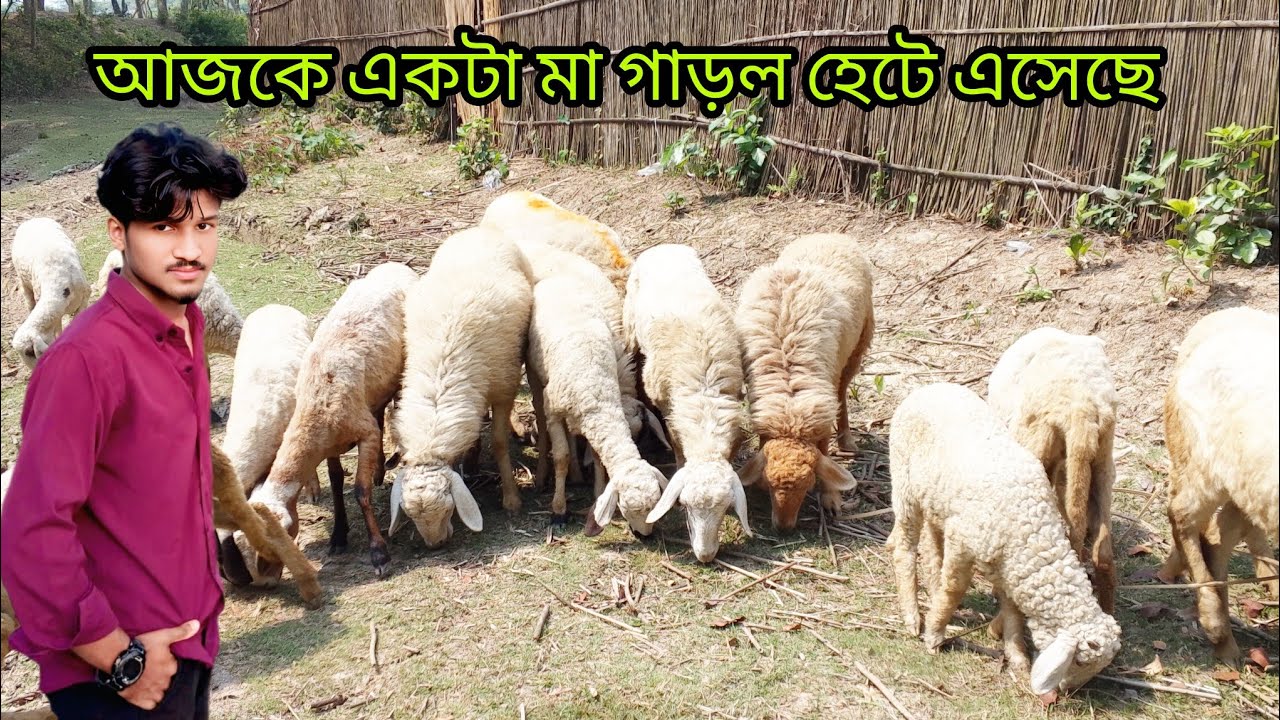 আজকে একটা মা গাড়ল হেটে এসেছে  