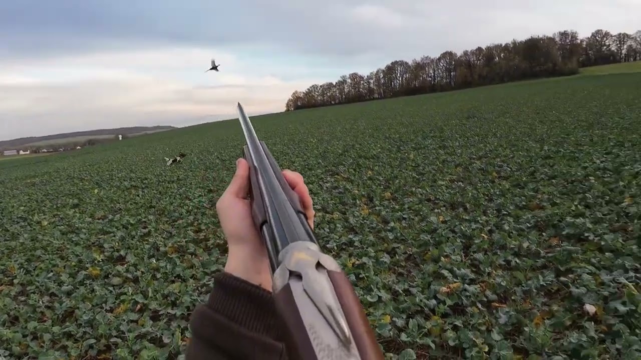 Chasse du petit gibier au calibre 20 !