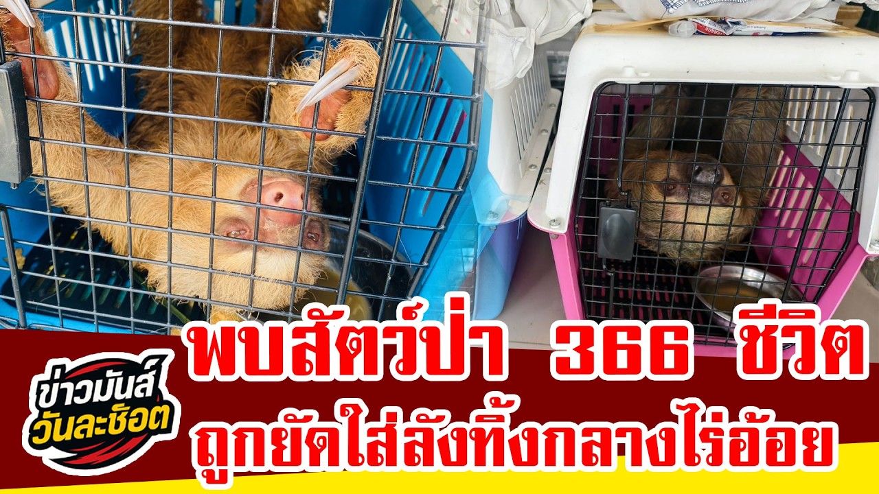 เจ้าหน้าที่พบสัตว์ป่า 366 ชีวิต ถูกยัดใส่ลังทิ้งกลางไร่อ้อย คาดโยงขบวนการค้าสัตว์ผิดกฎหมาย