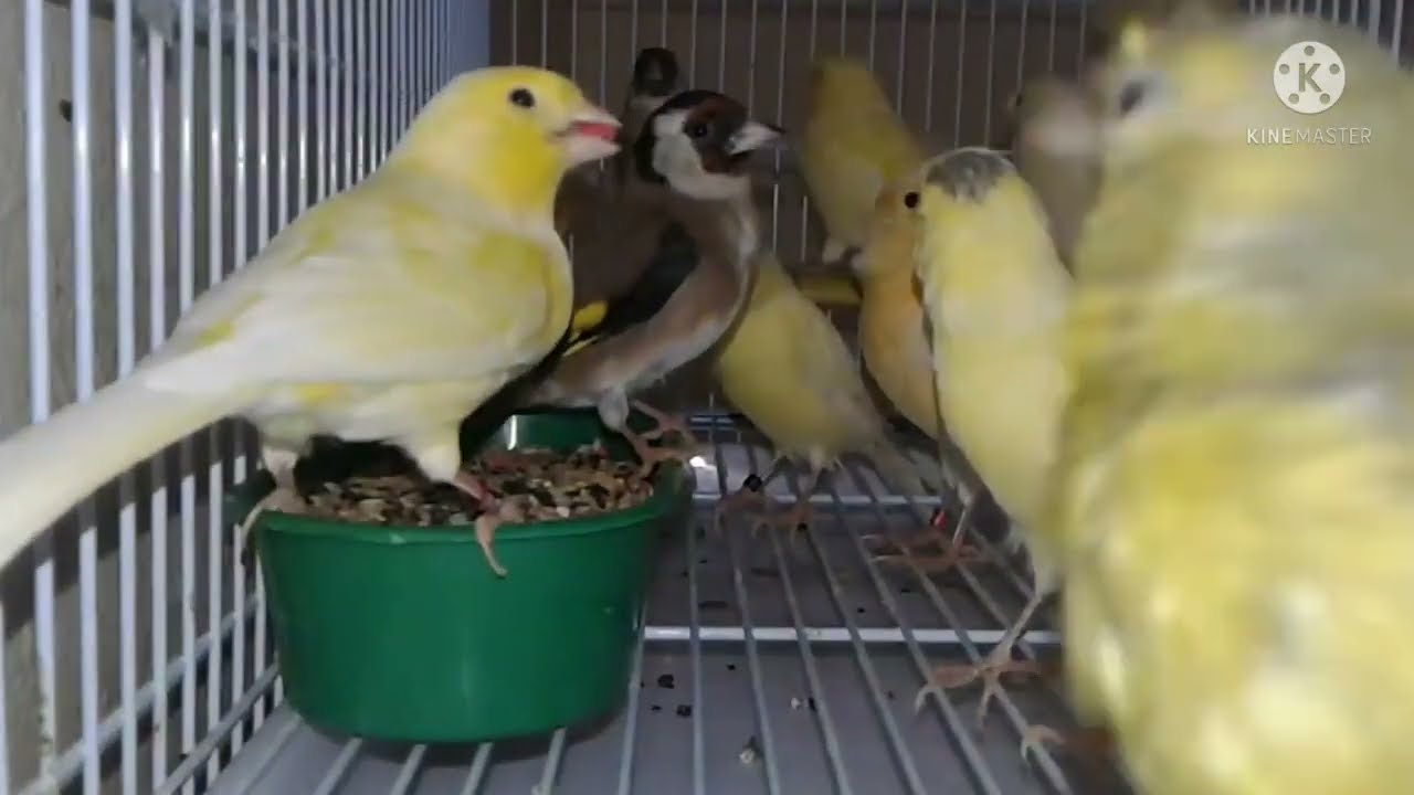 كيف تبيض لنا أنتى الكناري أكثر من خمس بيضات