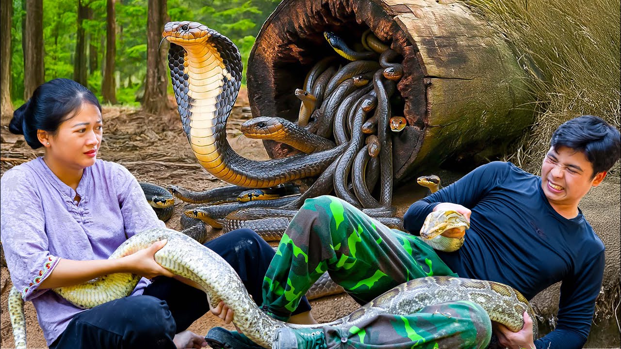 Shocking Moment: Tu Tien Faces Giant Python – CEO Jack’s Life at Risk