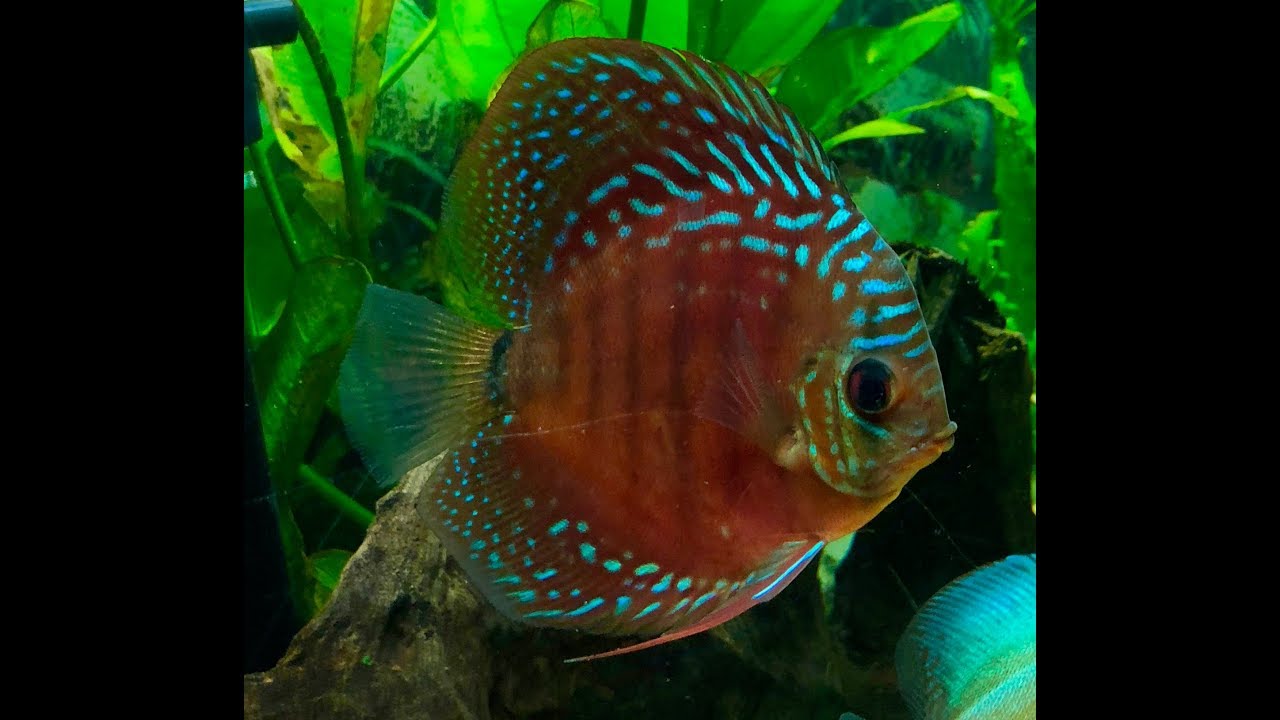 Planted Discus Tank and Anoxic Filtration; Update #2 - Hand Feeding Discus