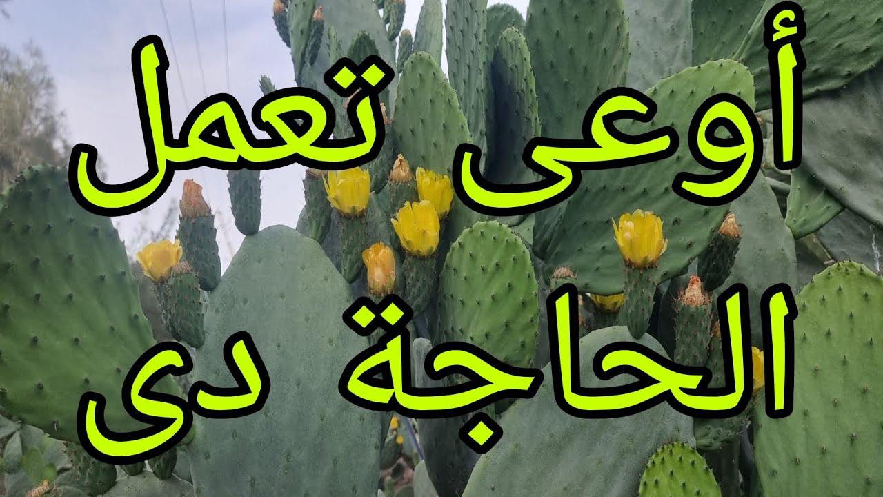 فيديو عن زراعة التين الشوكى إزاى نتجنب الأخطاء دى شاهد الفيديو 01007305821