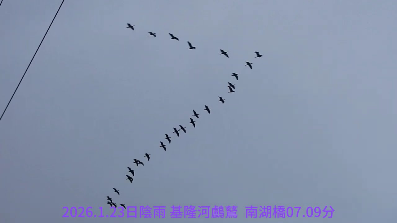 2026.1月23日陰雨  基隆河鸕鶿